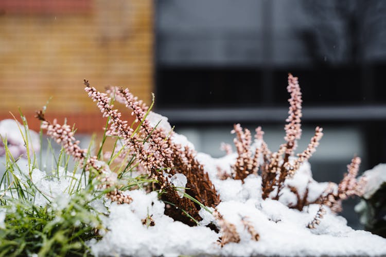 Calluna Flowers On Snowy Street