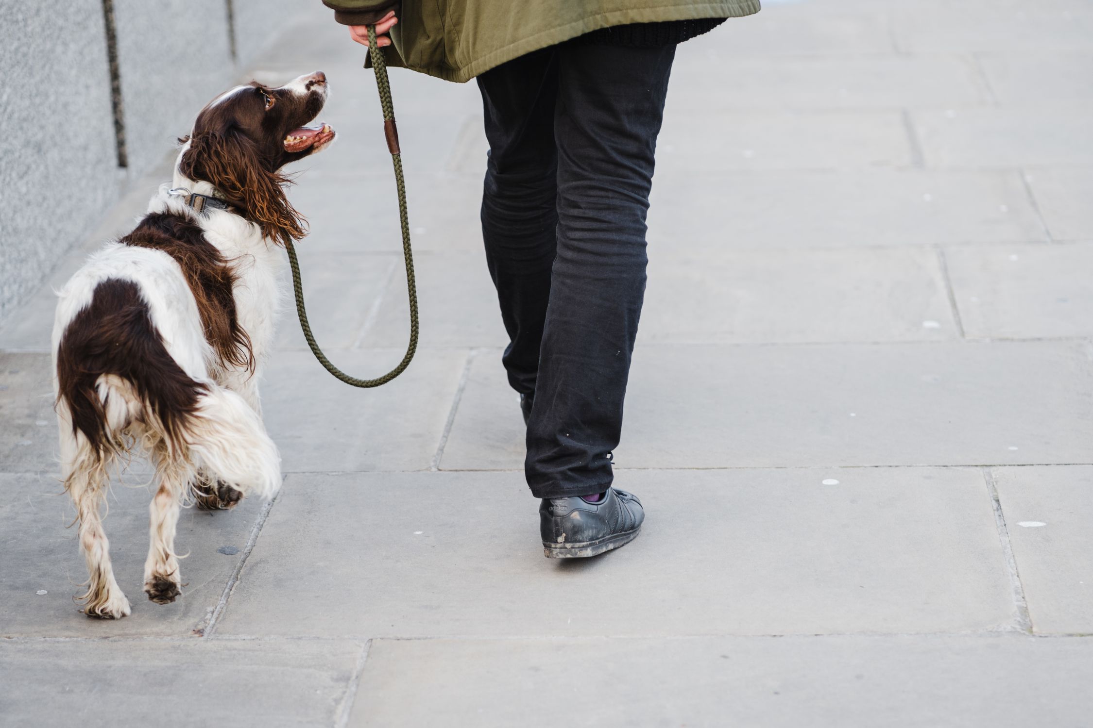 Back view of an owner strolling on a paved city walkway with a dog on leash.