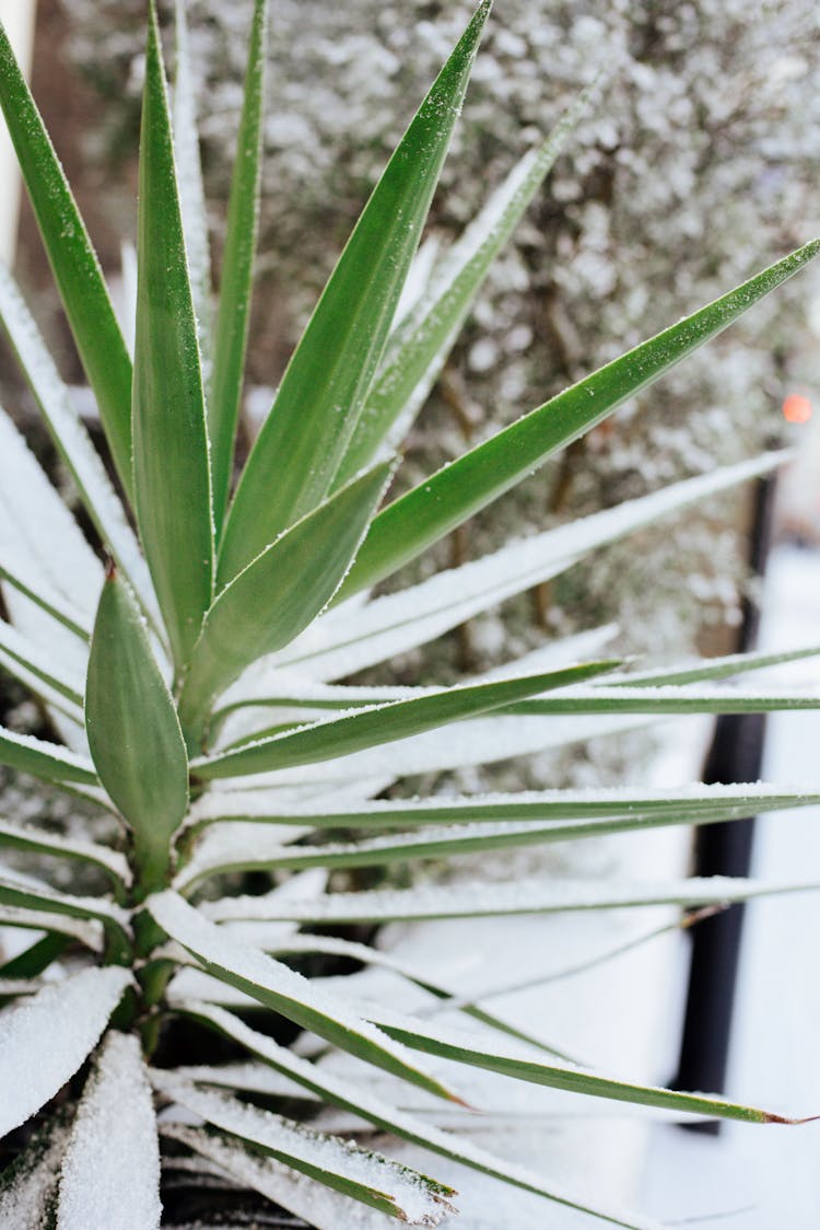 Yucca Plant On Snowy Street