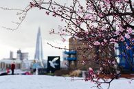 Branches of cherry blossom tree with small pink flowers growing in city against buildings on blurred background in winter time