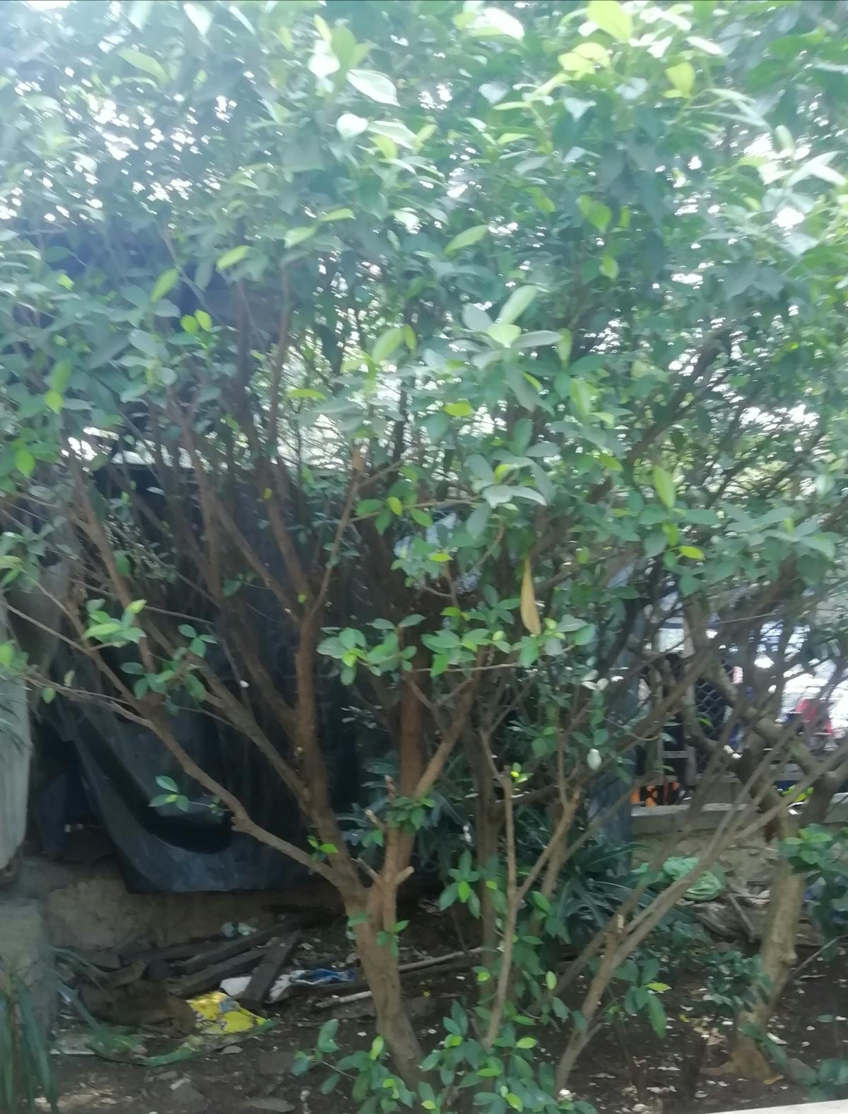 マンハッタン ヘリ遊覧