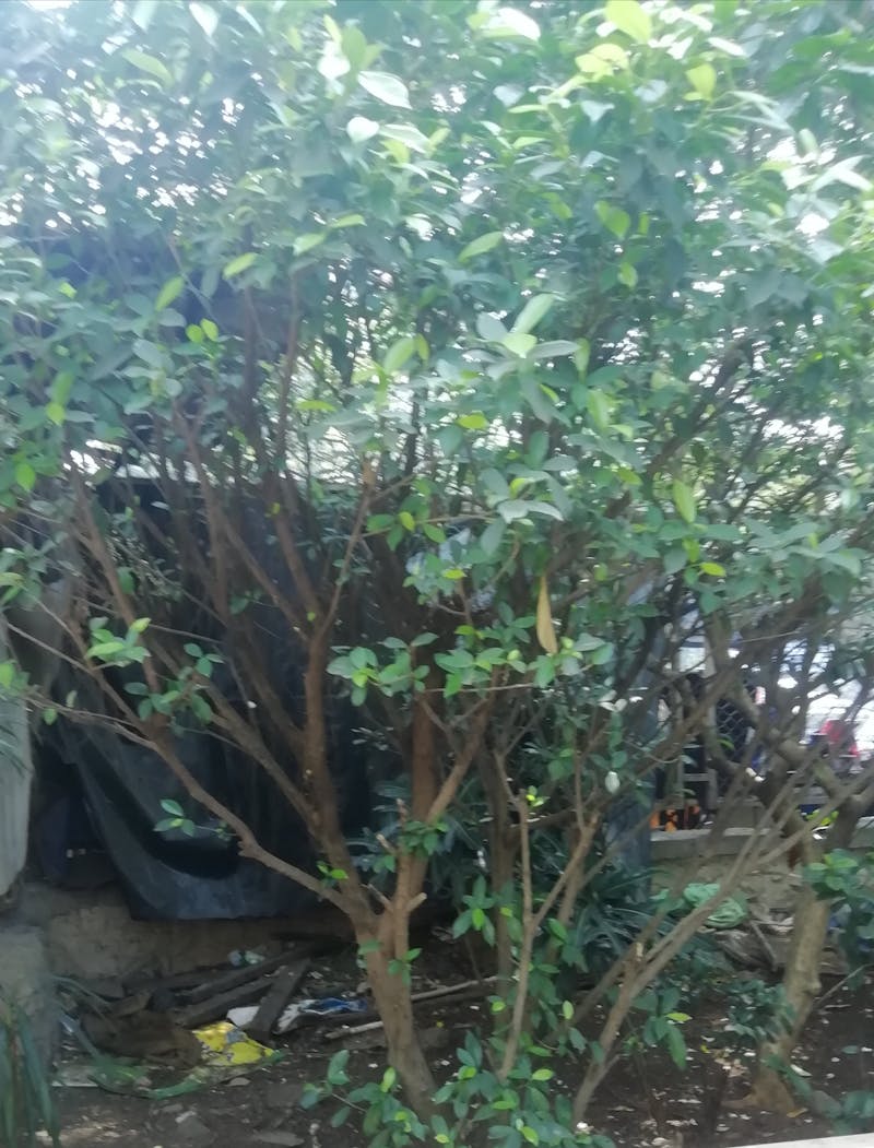 プレミアム移動・体験