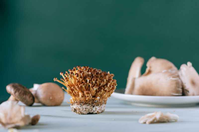 Many uncooked mushrooms surrounding little brown nameko on green background of kitchen in daylight