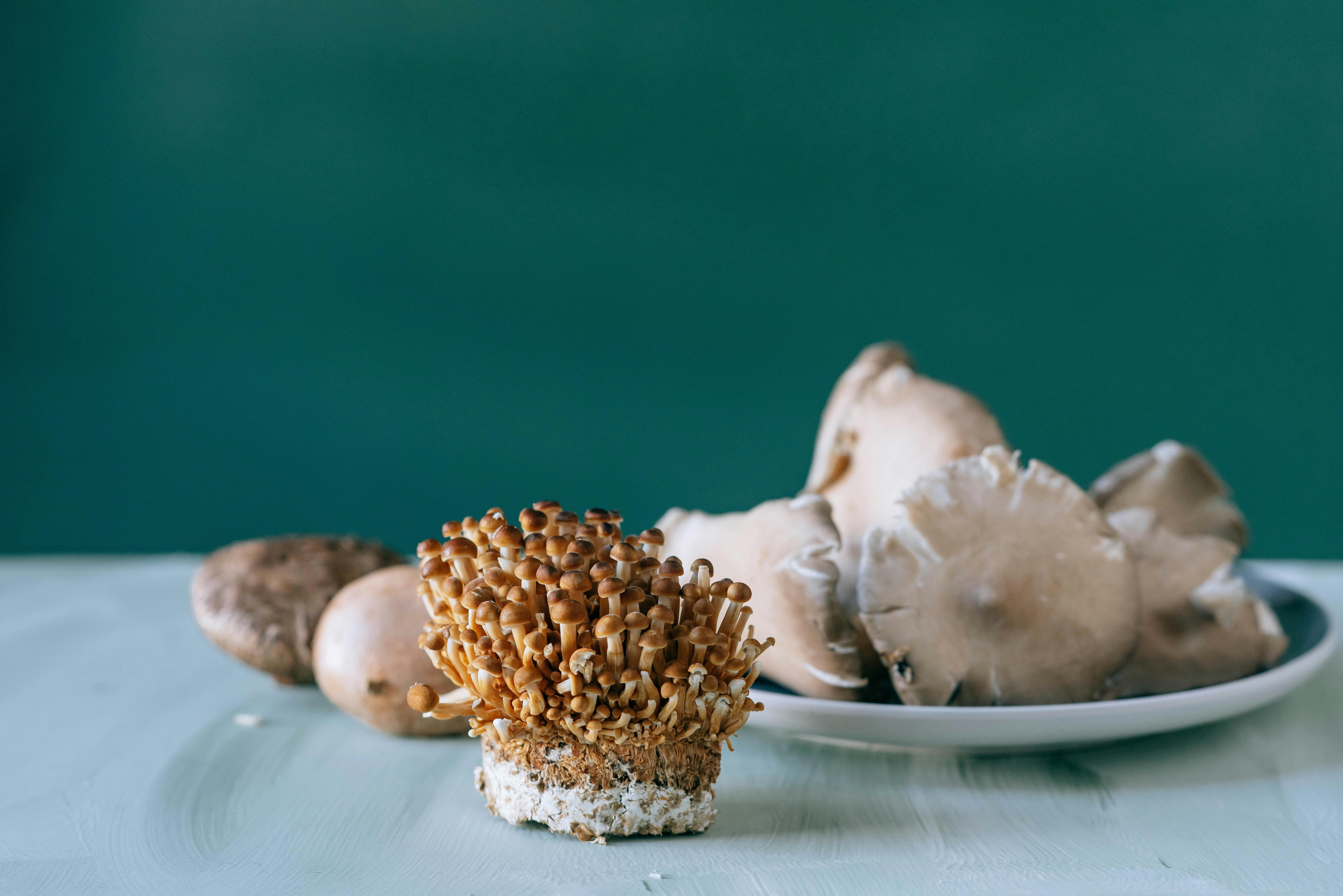 various uncooked mushrooms on plate and on table