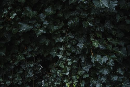 Free Background of lush and fresh verdant leaves of shrubs growing in wild forest in summer Stock Photo