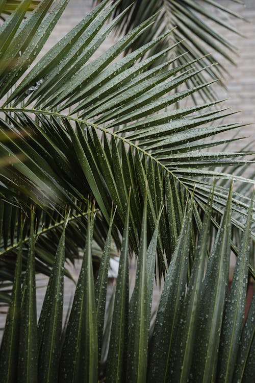 Palm with fresh verdant leaves growing in tropical exotic forest in summer in daytime