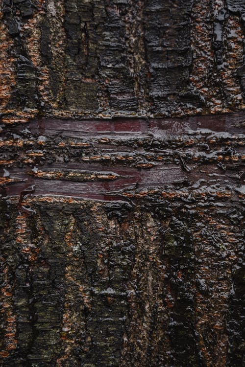Black textured bark of tree