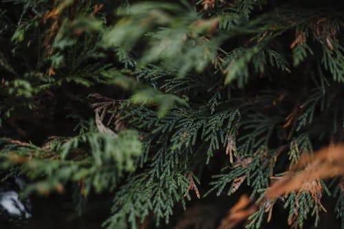 Branches of green thuja in park