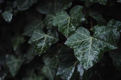 Shrub with fresh green leaves after rain