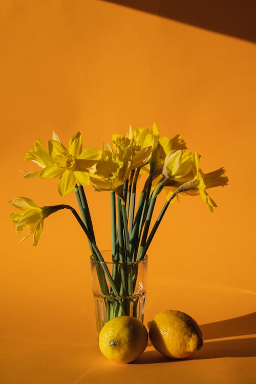 Fotobanka s bezplatnými fotkami na tému čerstvý, citrón, kvety