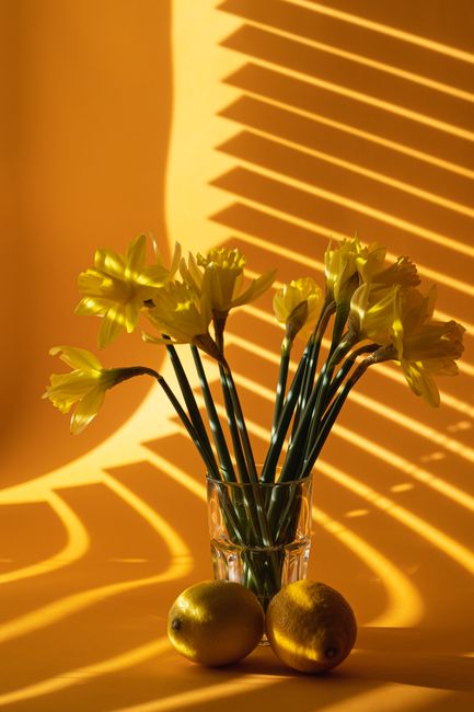 A bright and artistic arrangement of daffodils and lemons against a striped shadow background.