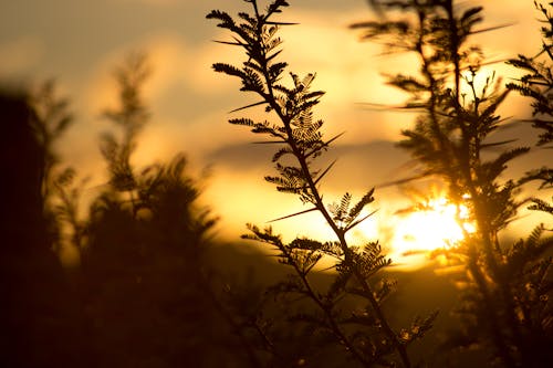 Free Tree With Sunset View Stock Photo