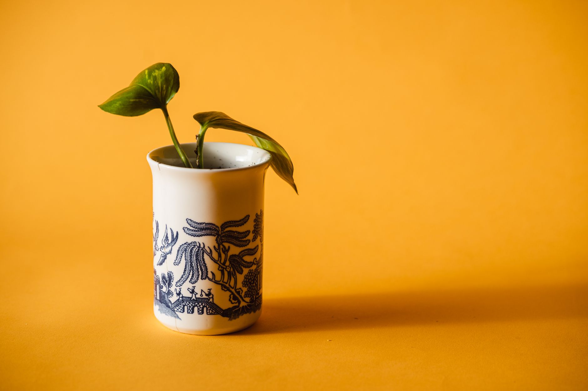 https://www.pexels.com/photo/plant-in-cup-7245604/