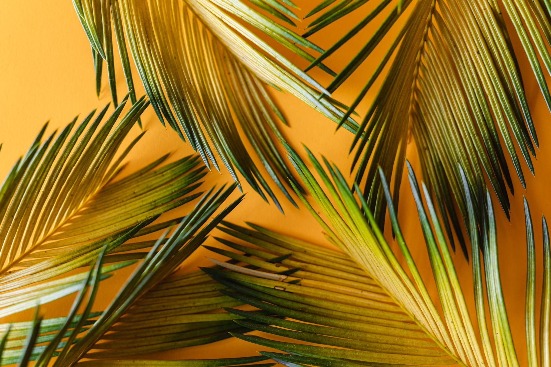 Close-up of green palm leaves on a vibrant yellow background highlighting nature's contrast.