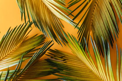 summer wallpaper