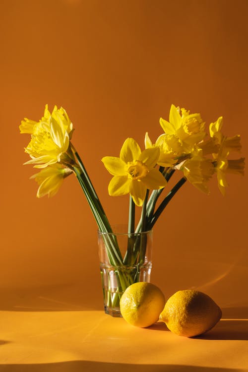 Free Photo of Daffodil Flowers in a Drinking Glass Near Lemons Stock Photo
