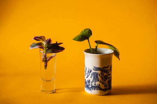 Close-up of indoor plants in decorative pots set on a striking yellow background.