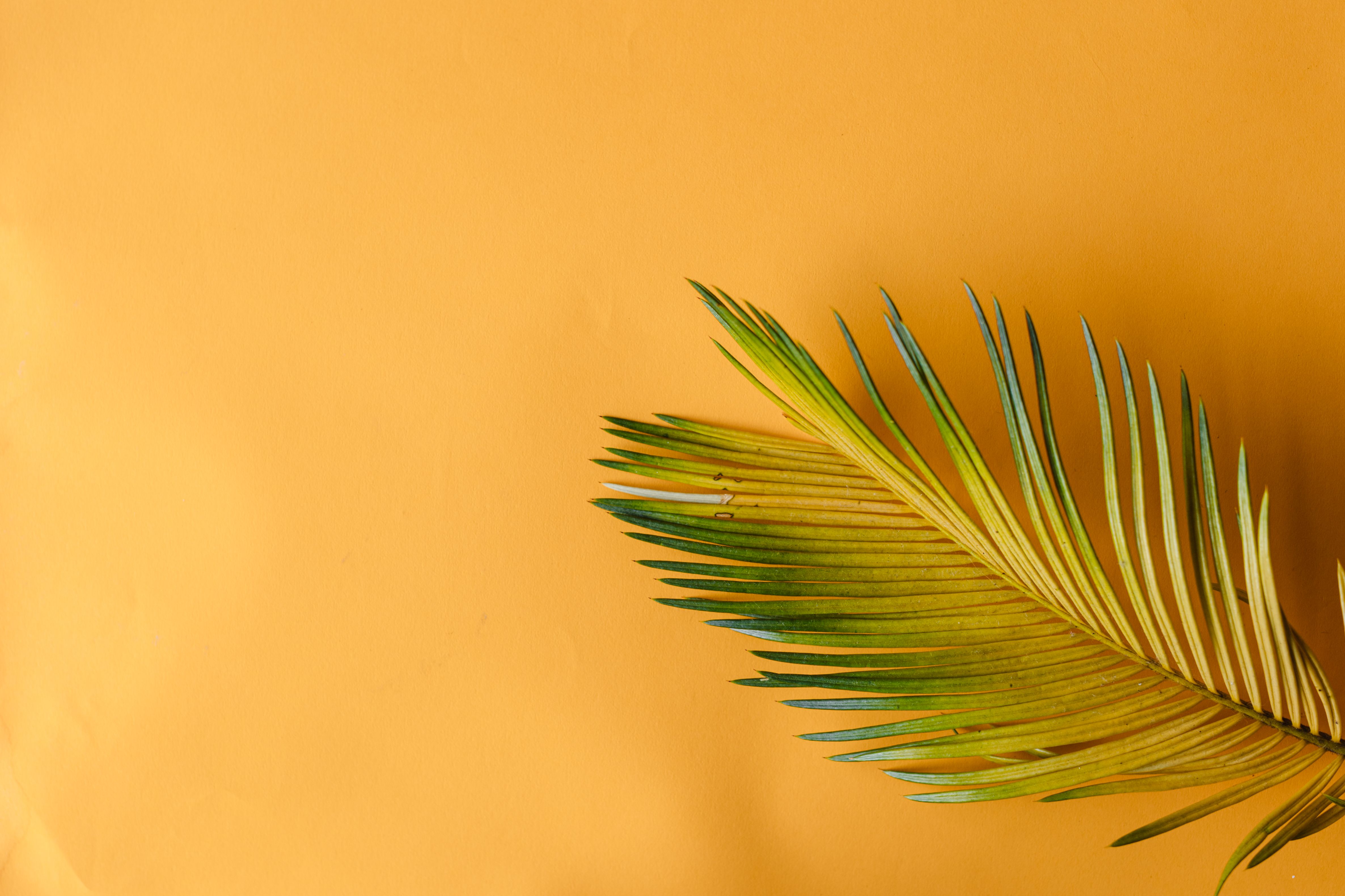 Close-Up Shot of a Palm Leaf on a Yellow Surface · Free Stock Photo
