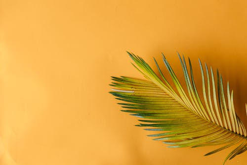 Close-Up Shot of a Palm Leaf on a Yellow Surface