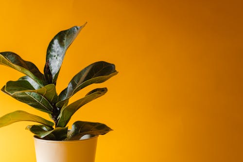 Plant on Yellow Background