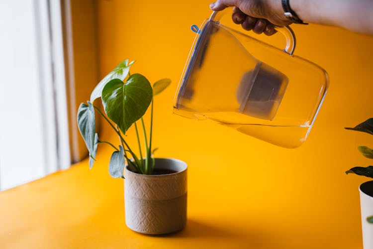 Hand Watering Plant