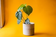 Green Plant in White Pot on Yellow Background