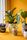 house plants