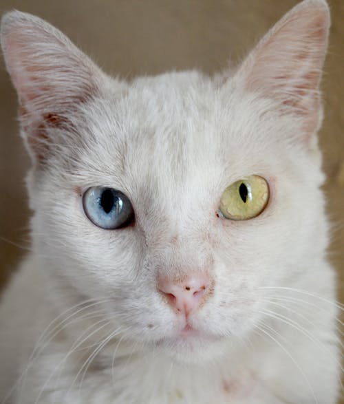 Close-Up Shot of a White Tabby Cat