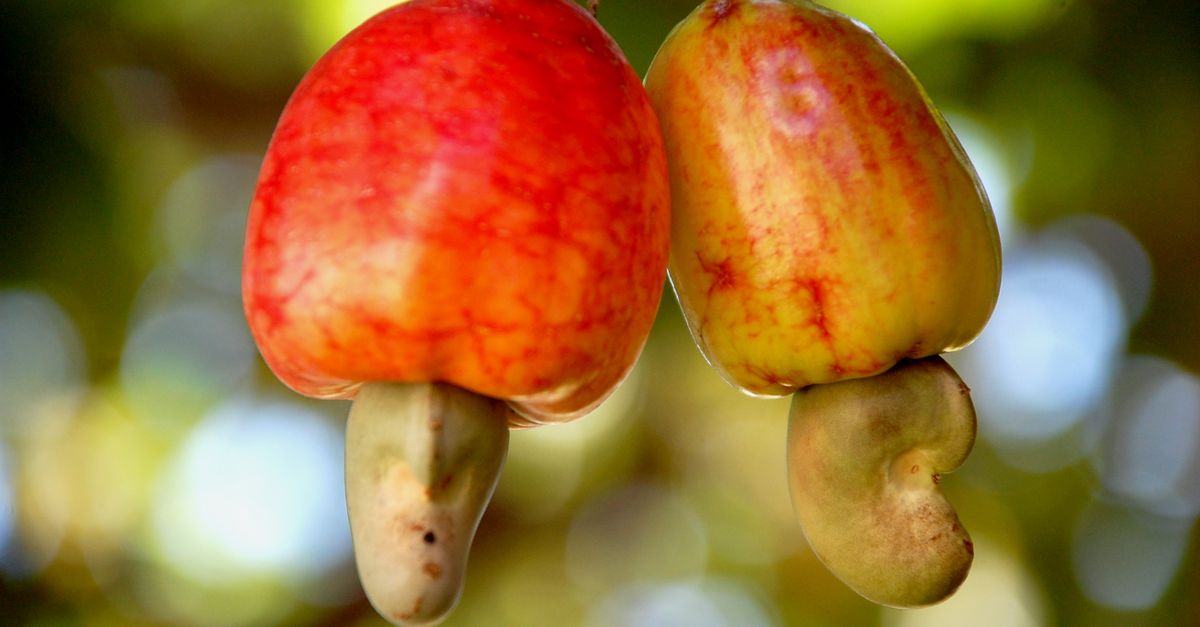 Vibrant close-up of fresh cashew fruits hanging on a tree, captured in rich detail. - Evidence evidence guide for cashew lipid profile randomized trial