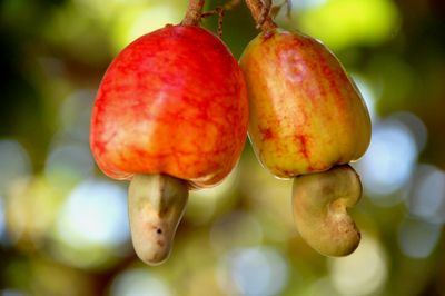 Cashew & pantry