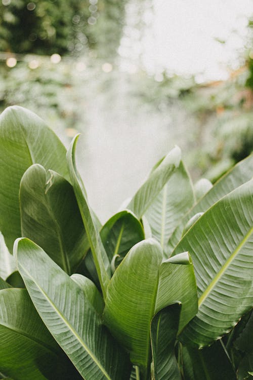 Free Banana Like Leaves of a Plant in Close-up Shot Stock Photo