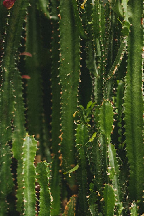 Free Cactus Plants With Thorns Stock Photo