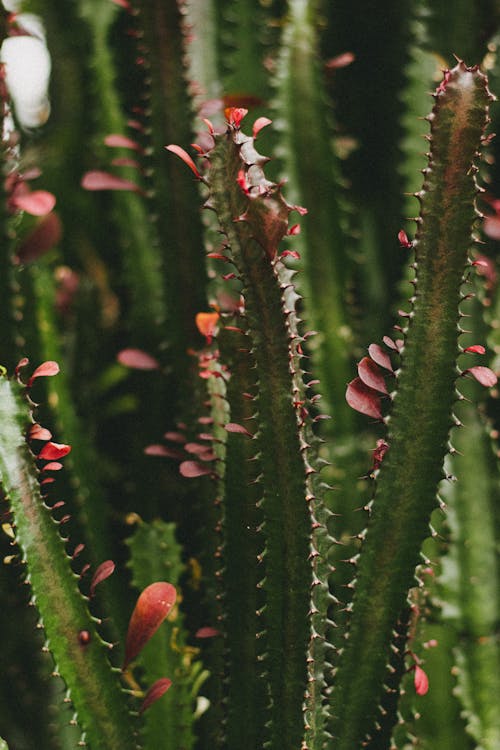 Close-up Shot of a Green Cactus