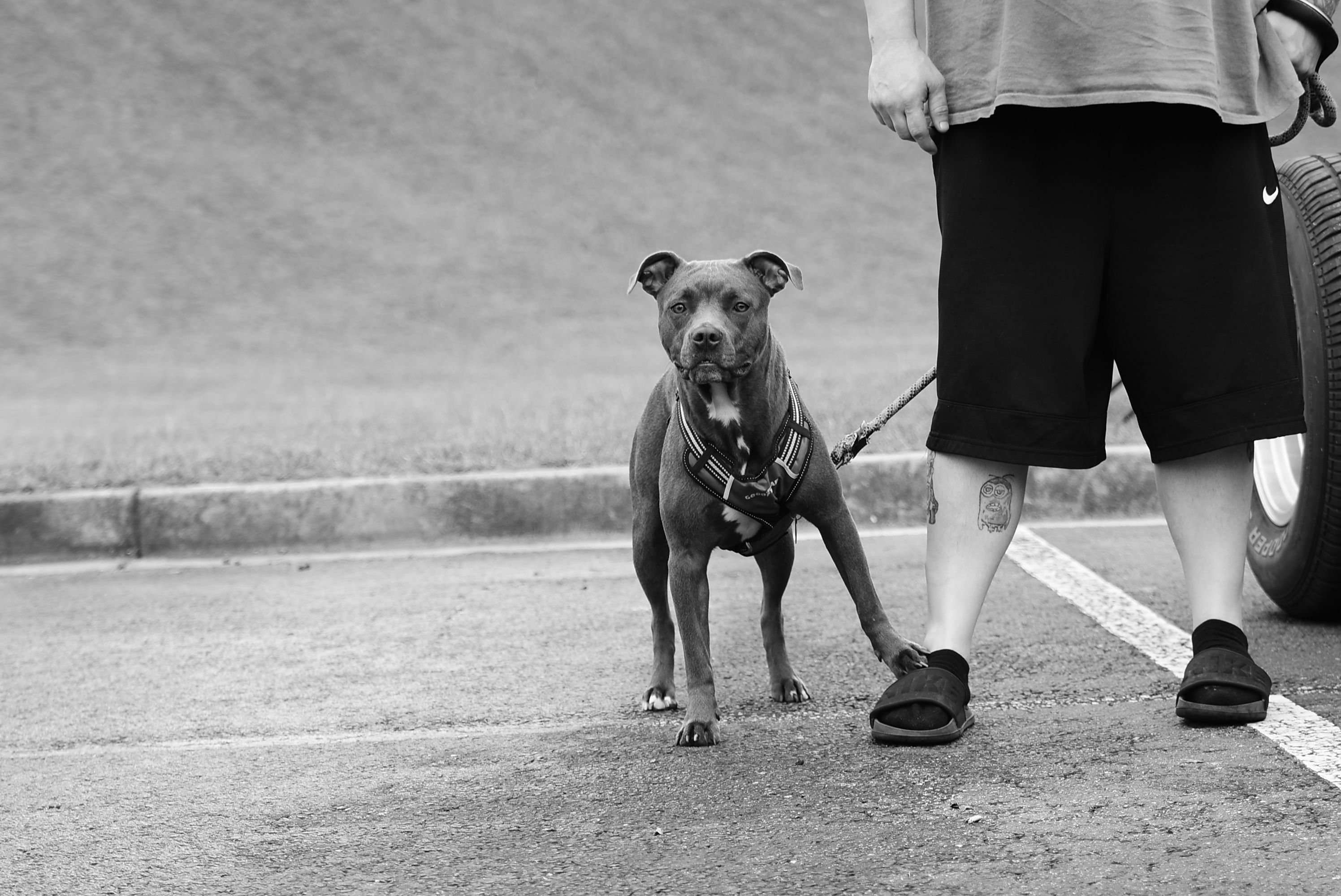 Stray Pit Bull Wins Over Reluctant Grandpa: A Heartwarming Rescue Story