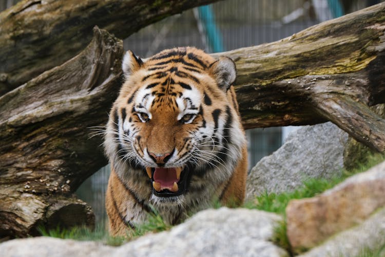 A Tiger Growling