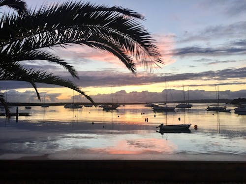 Free stock photo of boats, evening sun, palm tree