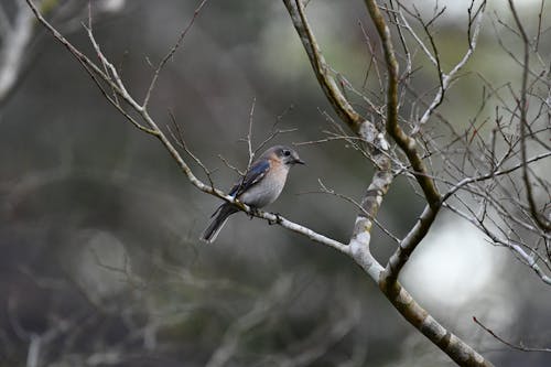 겨울, 깃털, 나무의 무료 스톡 사진