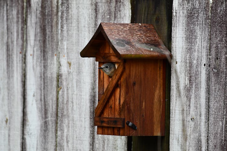 A Bird In The Wooden Birdhouse