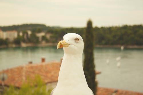 Fotos de stock gratuitas de Gaviota, gaviotas, mar