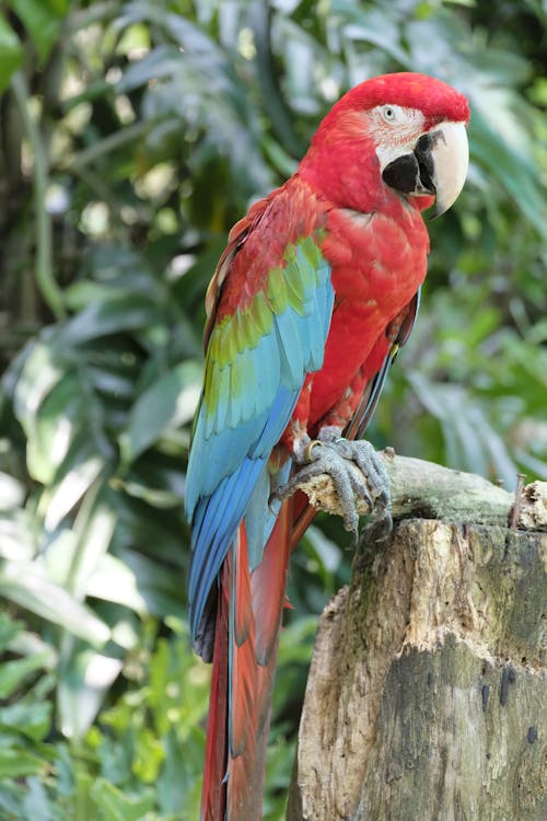 Free Close-Up Shot of a Macaw Perched on a Tree Branch Stock Photo