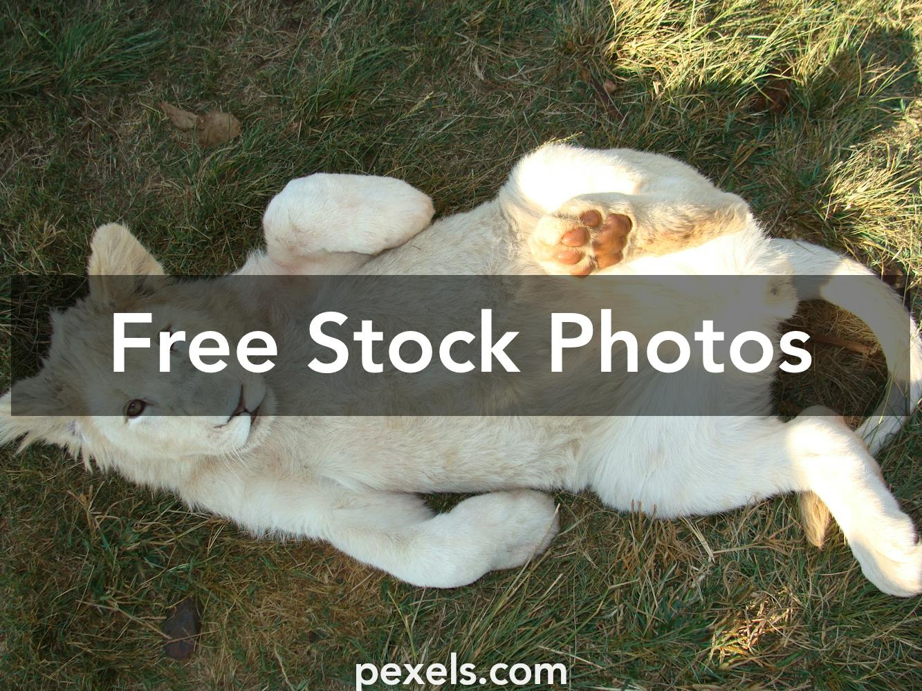 200 Interesting Tiger Paw Photos Pexels Free Stock Photos Images, Photos, Reviews