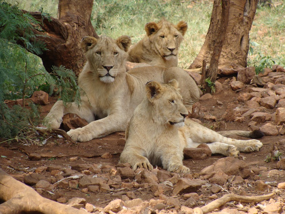 Free Pride of Lions Stock Photo