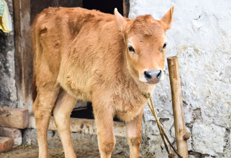 A Cute Brown Calf Tied With Rope