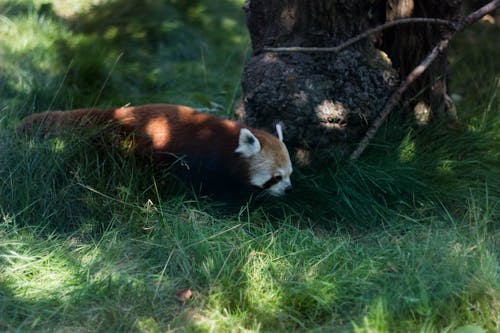 Kahverengi Ağacın Yanında Kızıl Panda Fotoğrafı