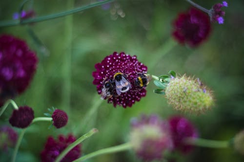 免费 紫色花朵上的三只蜜蜂的浅焦点摄影 素材图片
