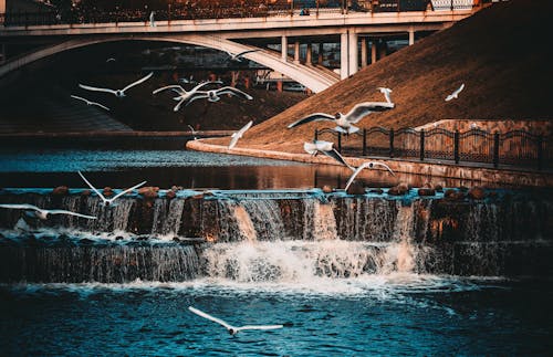 White-and-black Birds Flying Near Waterfall