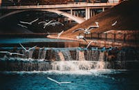 白俄罗斯维奇布斯克风景如画的城市河流瀑布上空，海鸥飞过