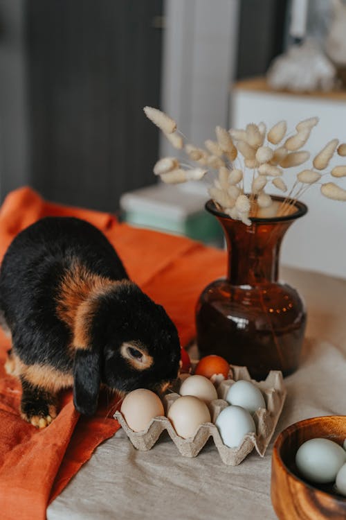 Fotobanka s bezplatnými fotkami na tému domáce zviera, drevená misa, králik