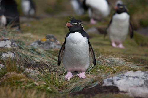 Gratis Penguin Hitam Dan Putih Foto Stok