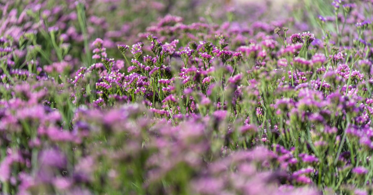 A beautiful meadow filled with vibrant purple flowers, showcasing nature's beauty in full bloom.